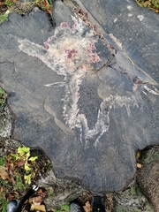 Chondrostereum purpureum