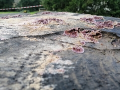 Chondrostereum purpureum