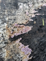 Chondrostereum purpureum