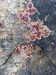Chondrostereum purpureum