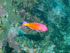 Callanthias australis