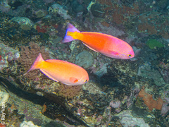 Callanthias australis