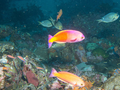 Callanthias australis