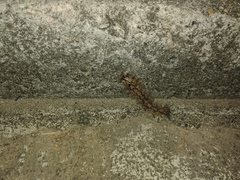 Lasiocampoidea