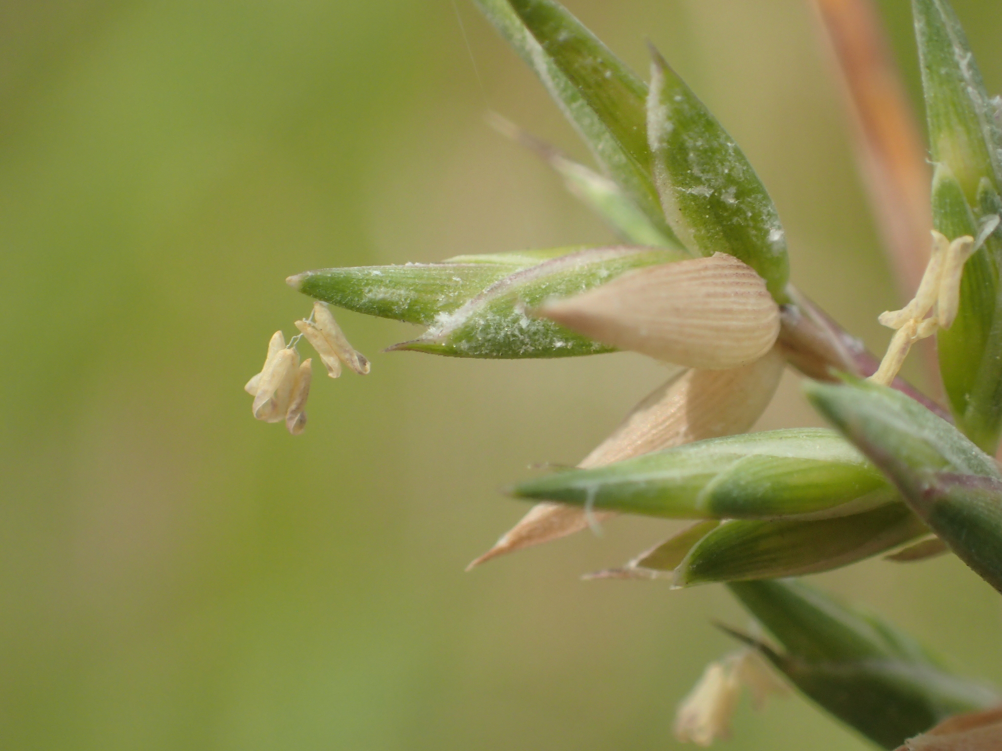 Apluda mutica