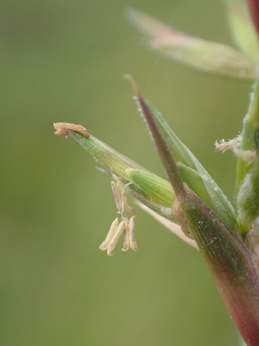 Image of Apluda mutica by no rights reserved