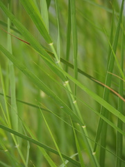 Phragmites vallatoria