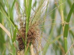 Phragmites vallatoria