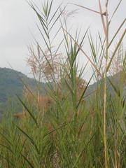 Phragmites vallatoria
