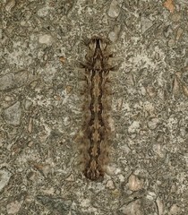 Lasiocampoidea