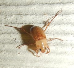 Phyllotocus macleayi
