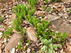 Pygmaeothamnus zeyheri