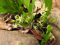 Pygmaeothamnus zeyheri