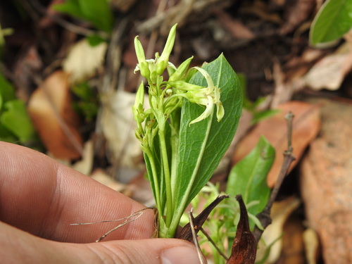 Image of Pygmaeothamnus zeyheri by (c) Matthew Fainman, some rights reserved (CC BY)