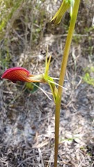 Cryptostylis ovata