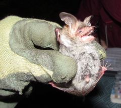 Myotis bechsteinii