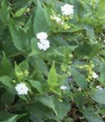 Nyctanthes arbor-tristis