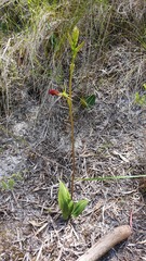 Cryptostylis ovata