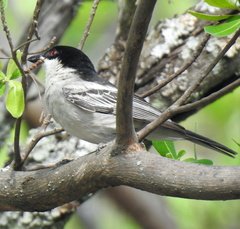 Dryoscopus cubla okavangensis