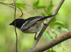 Dryoscopus cubla okavangensis
