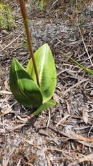 Cryptostylis ovata