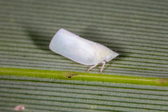 Colgaroides acuminata