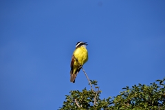 Pitangus sulphuratus