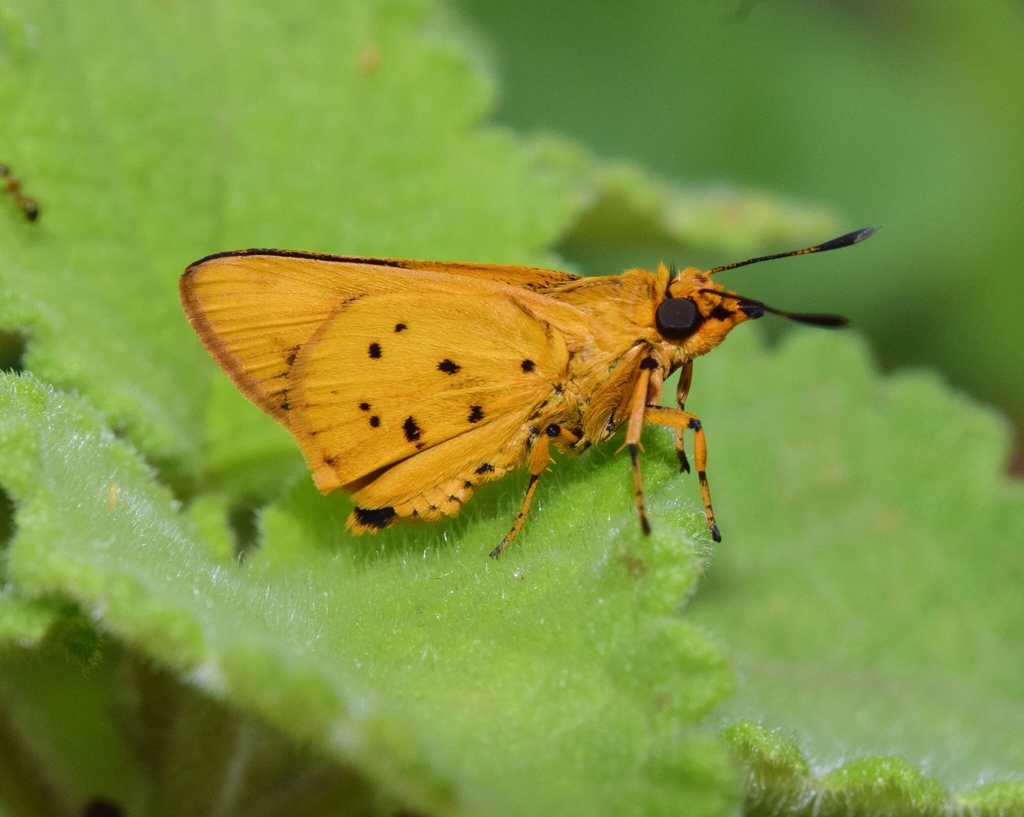 Morant's Skipper