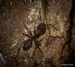 Camponotus hartogi