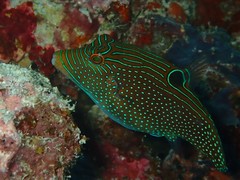 Canthigaster papua