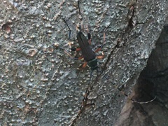 Litopus latipes