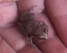Eleutherodactylus johnstonei