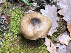 Pluteus primus