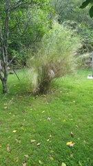 Austrostipa ramosissima