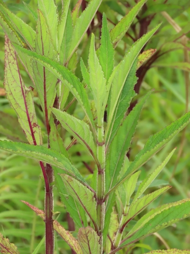 Celosia argentea
