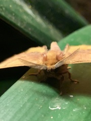 Stenoglene obtusa