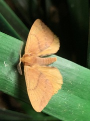 Stenoglene obtusa