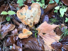 Lactarius salmonicolor