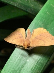 Stenoglene obtusa
