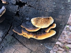 Gloeophyllum abietinum