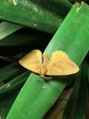 Stenoglene obtusa