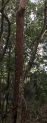 Metopium brownei