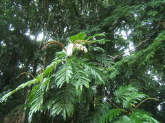 Pentaclethra macroloba