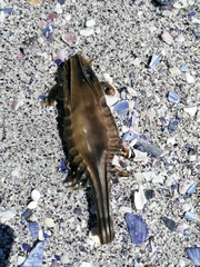 Callorhinchus capensis