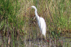 Ardea intermedia plumifera