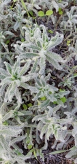 Alkanna strigosa