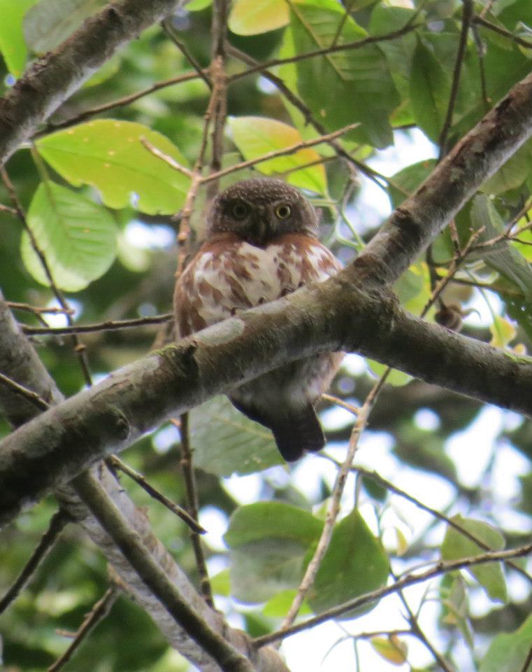 Sunda Owlet illustration