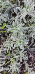 Alkanna strigosa