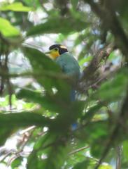 Psarisomus dalhousiae