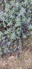 Alkanna strigosa